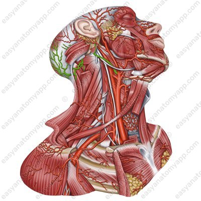 Затылочная артерия (a. occipitalis)